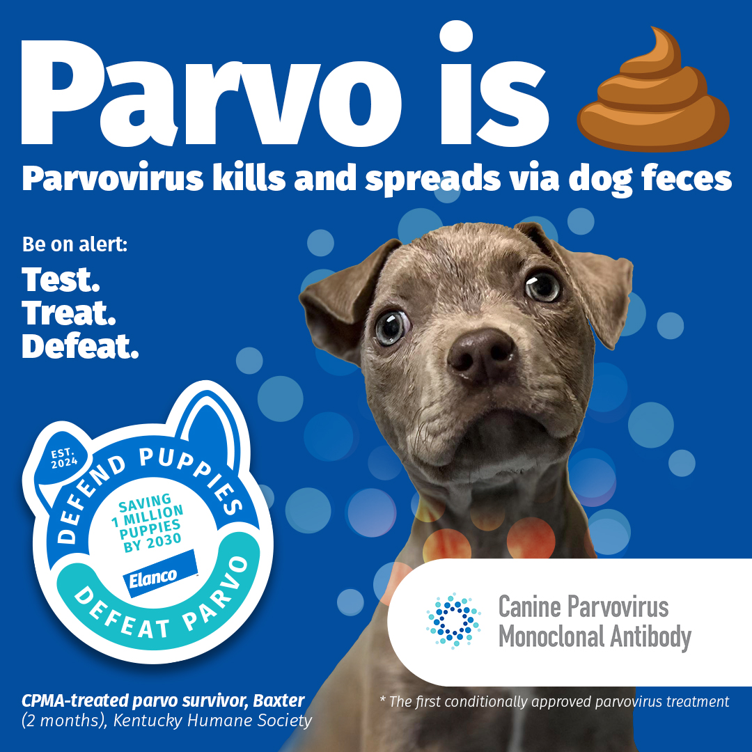 Image of small gray dog with text about how Parvo is spread via dog poop.